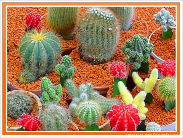 kaktus5.jpg