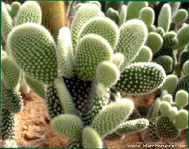 kaktus6.jpg
