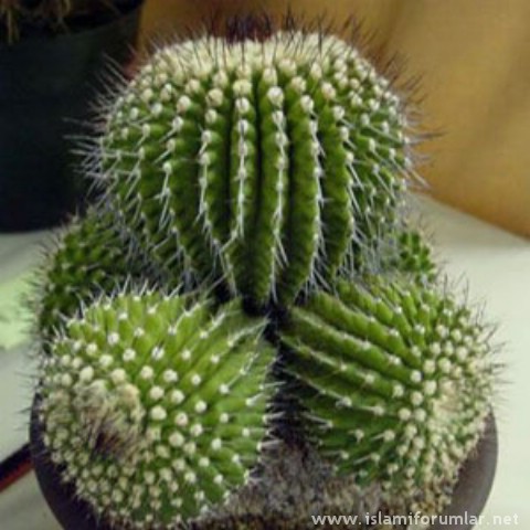 kaktus7.jpg