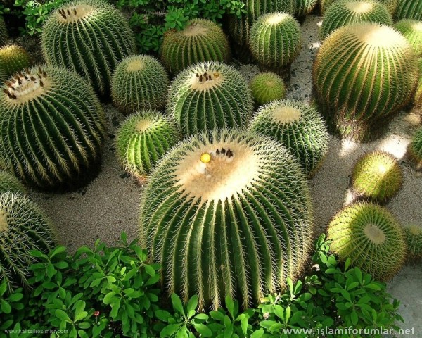 kaktus8.jpg
