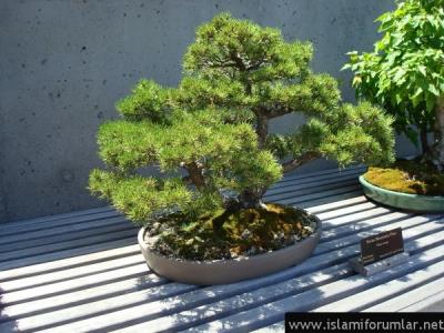 bonsai16.jpg