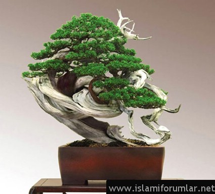 bonsai7.jpg