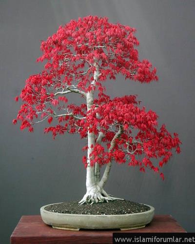 bonsai9.jpg