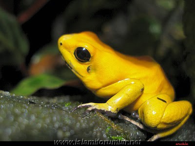 goldenpoisondartfrog.jpg