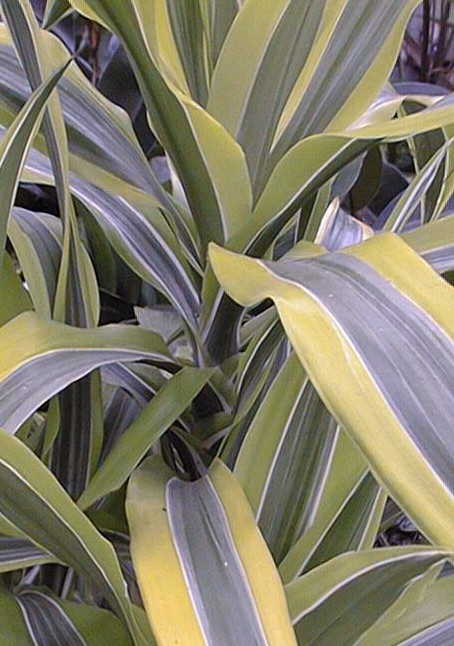 Dracaena_fragrans.jpg