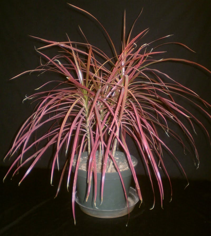 dracaena-marginata-colorama.jpg