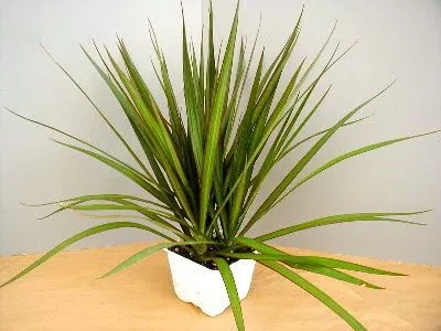 marginata.jpg