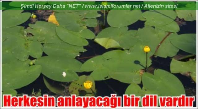 anlasilmak.jpg
