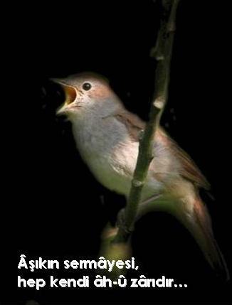 askehli.jpg