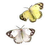 butterflies.gif