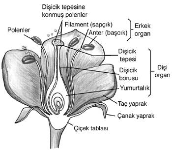 ciceginyapisis.gif