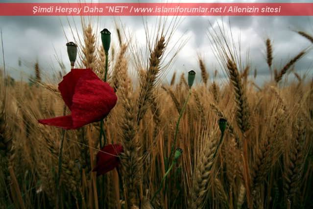gelincikvebasaklar.jpg