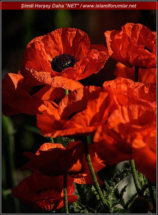 redpoppyflowers01.jpg