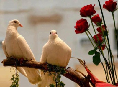 birciftguvercin.jpg