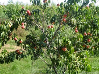 seftaliagaci.jpg