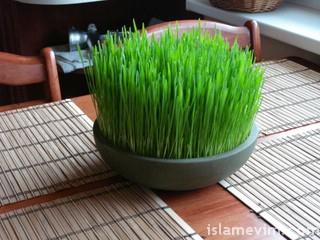 bugday cimi nasil yetisir islamiforumlar net islami forum